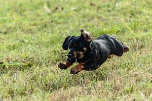 Dog running and chasing coursing lure on field photo