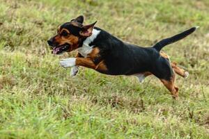 Dog running and chasing coursing lure on field photo