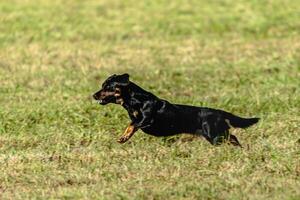 Dog running and chasing coursing lure on field photo