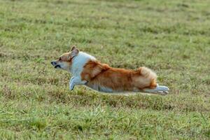 Dog running and chasing coursing lure on field photo