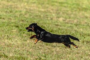 Dog running and chasing coursing lure on field photo