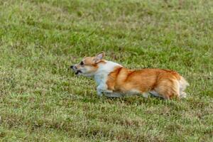 Dog running and chasing coursing lure on field photo