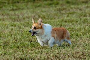 Dog running and chasing coursing lure on field photo