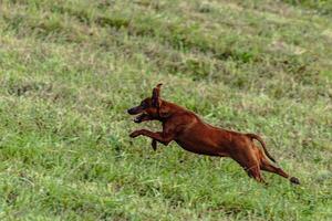 Pinscher dog running and chasing coursing lure on field photo