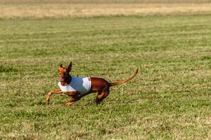 Pharaoh Hound dog running in white jacket on coursing field photo