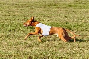Pharaoh Hound dog running in white jacket on coursing field photo