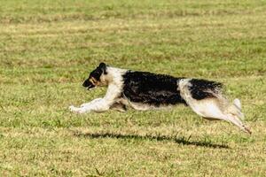 Borzoi dog running and chasing lure on field photo