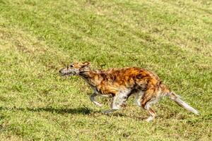 Borzoi dog running and chasing lure on field photo