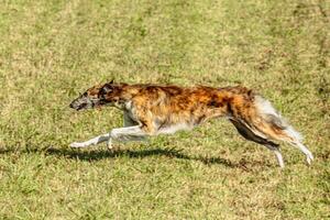 Borzoi dog running and chasing lure on field photo