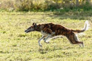 Borzoi dog running and chasing lure on field photo