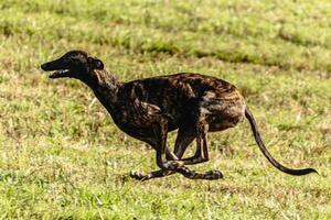 Greyhound dog running and chasing lure on field photo