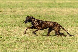 Greyhound dog running and chasing lure on field photo