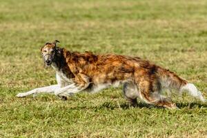 Borzoi dog running and chasing lure on field photo