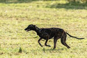 Greyhound dog running and chasing lure on field photo