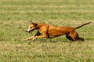 Greyhound dog running and chasing lure on field photo