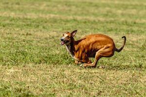 Greyhound dog running and chasing lure on field photo