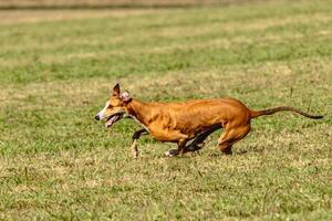 Greyhound dog running and chasing lure on field photo