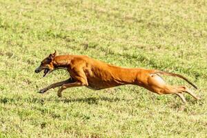 Greyhound dog running and chasing lure on field photo