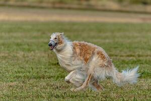 Borzoi dog running and chasing lure on field photo