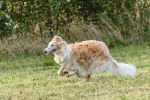 Borzoi dog running and chasing lure on field photo