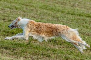 Borzoi dog running and chasing lure on field photo