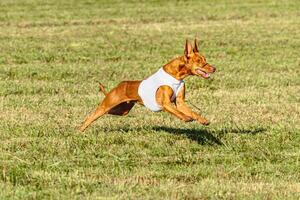 Pharaoh Hound dog running in white jacket on coursing field photo