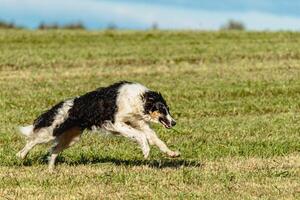 Borzoi dog running and chasing lure on field photo
