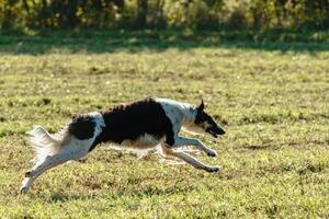 Borzoi dog running and chasing lure on field photo