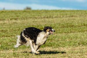 Borzoi dog running and chasing lure on field photo