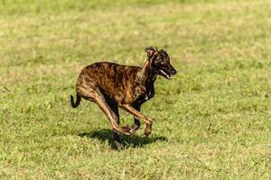 Greyhound dog running and chasing lure on field photo