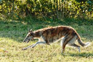 Borzoi dog running and chasing lure on field photo