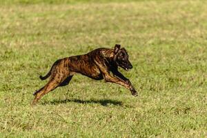 Greyhound dog running and chasing lure on field photo