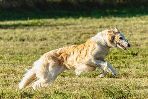 Borzoi dog running and chasing lure on field photo