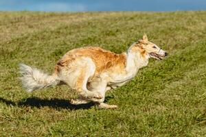 Borzoi dog running and chasing lure on field photo