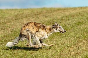 Borzoi dog running and chasing lure on field photo