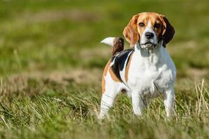 Dog running in the field on lure coursing competition photo