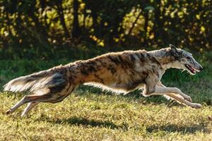 Borzoi dog running and chasing lure on field photo