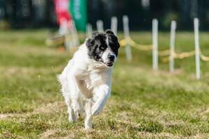 Big dog running in the field on lure coursing competition photo