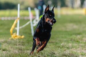 Dobermann running in the field on lure coursing competition photo
