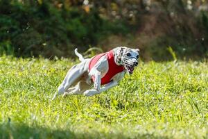 Whippet sprinter dog running and chasing on the field photo