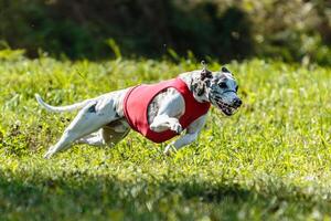 Whippet sprinter dog running and chasing on the field photo