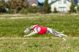 Whippet sprinter dog running and chasing on the field photo