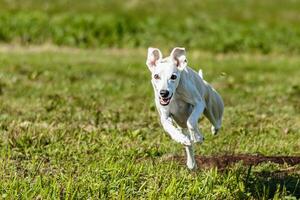 Whippet sprinter dog running and chasing on the field photo