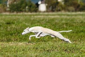 Whippet sprinter dog running and chasing on the field photo