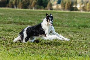 Borzoi dog running in the field on lure coursing competition photo