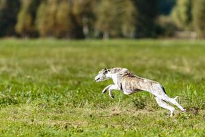 Whippet sprinter dog running and chasing on the field photo