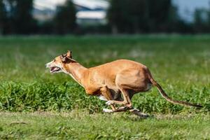 Greyhound dog running and chasing on the field photo