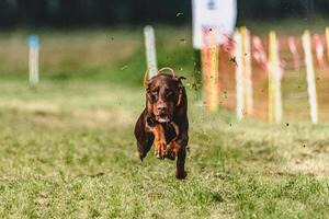 Dobermann dog lifted off the ground during the dog racing competition running straight into camera photo
