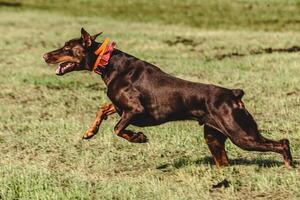 Dobermann dog lifted off the ground during the dog racing competition running straight into camera photo