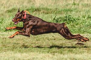 Dobermann dog lifted off the ground during the dog racing competition running straight into camera photo